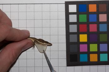 Media type: image;   Herpetology R-186852